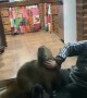 Capybara Comes in for Cuddles