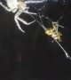 Spider Catches Yellow Jacket in Its Web