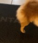 Pomeranian Cleans off Paws on Doormat