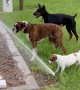 Three Dogs Try Drinking From a Sprinkler Together