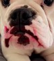Layla the Bulldog Gets into Lip Stain
