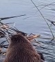 Beaver Takes a Bath