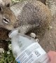 The Squirrels Were Thirsty