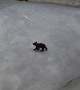 Bear Cub Practices Stop, Drop and Roll