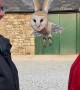 Barn Owl Flies Between Two People