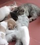 Mother Cat Takes Care of Kittens and Puppies