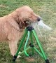 Golden Gets in the Way of Watering Lawn