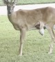 Something Weird Happening with This Deer