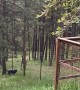 Blue Heeler Plays With Elk Through Fence