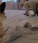 Baby Lynx Looks for Trouble With Chihuahua