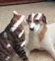 Cat Gives Face Massage to Dog