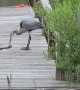 Great Heron Catches a Snake