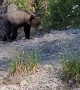 Close Encounter with Grizzly Bears in Kitimat