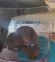 Dachshund Makes Funny Face