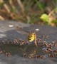 Wasp Flies Up to Shake Off Ants