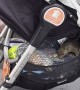 Secret Squirrel Stowaway Steals Savory Snacks