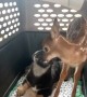 Little Chief the Pup Isn't Happy About Fawn in His Crate