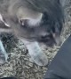 Cats Delicately Investigate Newborn Baby