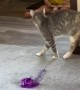 Kid and Cat Get Startling Introduction