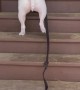 Dog Hops Up the Stairs