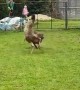 Emu Swerves Around Dog