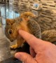 Baby Squirrel Gets Some Scratches