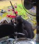 Black Bear Family Drinks From Hummingbird Feeders