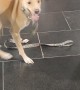 Dog Dances With Excitement