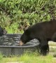 Black Bears Have Fun in Pool
