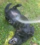 Dog Loves the Water Hose