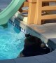 Bear Plays in Backyard Swimming Pool