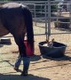 Corgi Cools Off in Horse's Hydration Station