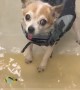 Trying to Get a Senior Dog to Swim