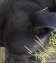 Pitbull Owner Pulls Out Porcupine Quills