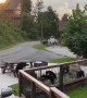 A Family of Bears Visited Our Cabin