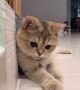 British Shorthair Cat Copies Owners Coin Trick