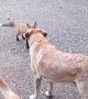 Rescued Fox Returns to Play With Dogs