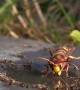 Ants Annoy Hornets Trying to Drink Water
