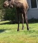 Cow Moose Using Sprinkler to Cool off on Hot Day