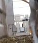 Helping a Baby Cow Up From an Awkward Position