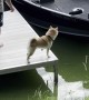 Shiba Inu Falls Off Dock