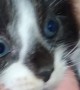 Kitten Has a Third Eye