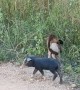 Monkey Rides on Piglet's back