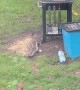 Squirrel and Crow Get Rowdy in the Garden