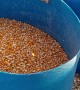 Removing Debris From Corn Without a Sieve