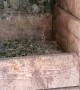 Chicken Runs Snake Out of the Nest