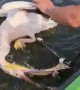 Rescuing a Pelican Caught in a Fishing Net