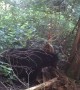 Black Bear Tears Down Old Tree to Snag Some Grubs