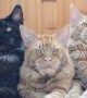 Maine Coon Boss Cat and His Bodyguards
