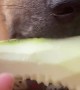 Dog Munches on Zucchini